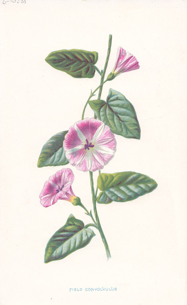 FLOWERS. Small Bindweed or Field Convolvulus c1895 old antique print picture